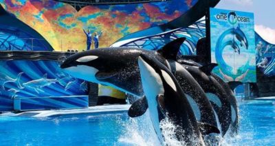 Exclusive SeaWorld Orlando ticket discounts: Mako rollercoaster, family-friendly shows, and aquatic adventures.