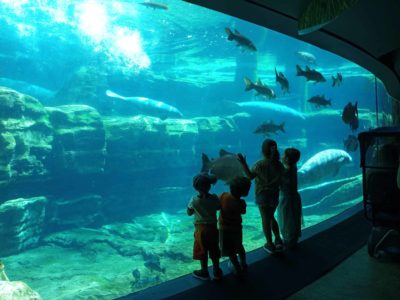 Exclusive SeaWorld Orlando ticket discounts: Mako rollercoaster, family-friendly shows, and aquatic adventures.