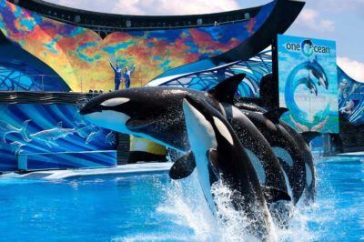 Exclusive SeaWorld Orlando ticket discounts: Mako rollercoaster, family-friendly shows, and aquatic adventures.