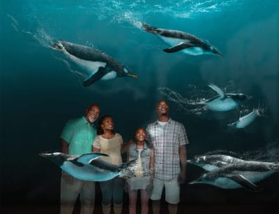 Exclusive SeaWorld Orlando ticket discounts: Mako rollercoaster, family-friendly shows, and aquatic adventures.