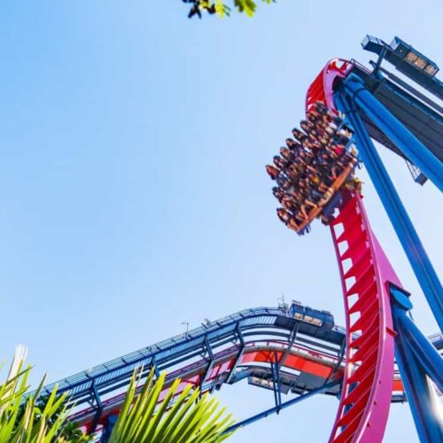 Busch Gardens Tampa exclusive deals: Cheetah Hunt coaster excitement, animal encounters, special pass savings.