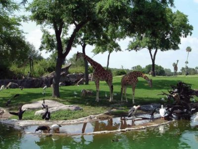 Busch Gardens Tampa exclusive deals: Cheetah Hunt coaster excitement, animal encounters, special pass savings.