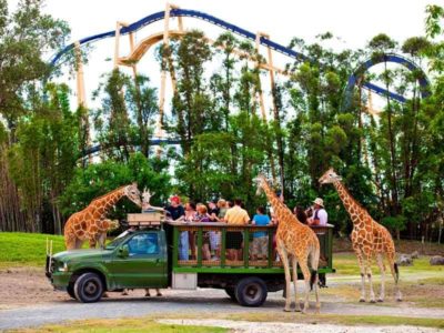 Busch Gardens Tampa exclusive deals: Cheetah Hunt coaster excitement, animal encounters, special pass savings.