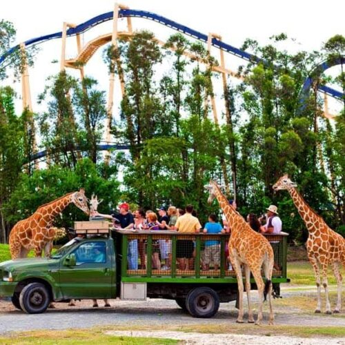 Busch Gardens Tampa exclusive deals: Cheetah Hunt coaster excitement, animal encounters, special pass savings.