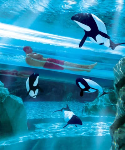 Aquatica Orlando 1 Day Ticket Save on Orlando Theme Park Thrills: Discounted Tickets, Special Offers, and Deals