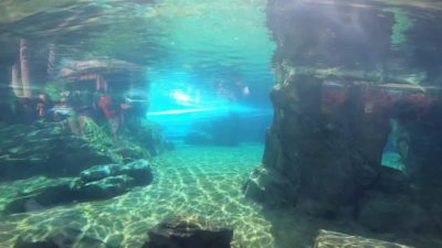 Aquatica Orlando 1 Day Ticket Save on Orlando Theme Park Thrills: Discounted Tickets, Special Offers, and Deals