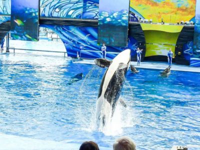 Aquatica Orlando 1 Day Ticket Save on Orlando Theme Park Thrills: Discounted Tickets, Special Offers, and Deals
