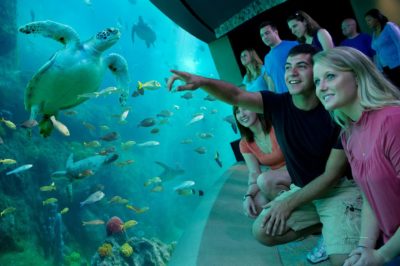 Aquatica Orlando 1 Day Ticket Save on Orlando Theme Park Thrills: Discounted Tickets, Special Offers, and Deals