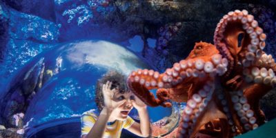 Aquatica Orlando 1 Day Ticket Save on Orlando Theme Park Thrills: Discounted Tickets, Special Offers, and Deals