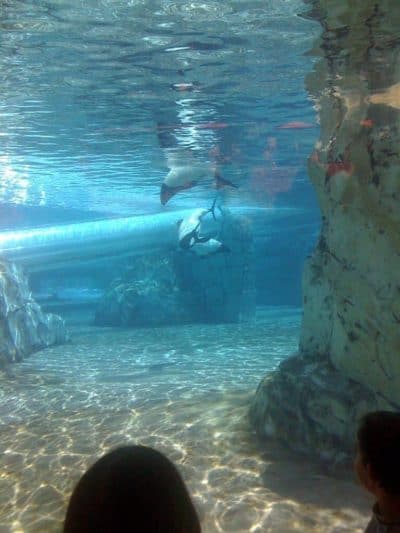 Aquatica Orlando 1 Day Ticket Save on Orlando Theme Park Thrills: Discounted Tickets, Special Offers, and Deals