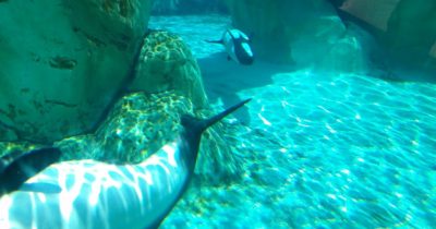 Aquatica Orlando 1 Day Ticket Save on Orlando Theme Park Thrills: Discounted Tickets, Special Offers, and Deals