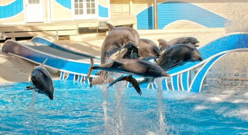 SeaWorld (Orlando FL)Seaworld Orlando special offers: Dolphin Cove, Manta Rollercoaster, discount tickets