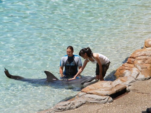 Seaworld orlandoSeaworld Orlando special offers: Dolphin Cove, Manta Rollercoaster, discount tickets