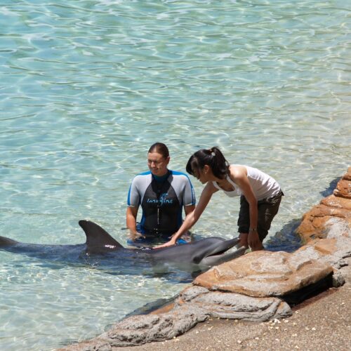 Seaworld orlandoSeaworld Orlando special offers: Dolphin Cove, Manta Rollercoaster, discount tickets
