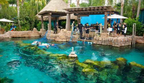 Seaworld Orlando special offers: Dolphin Cove, Manta Rollercoaster, discount tickets